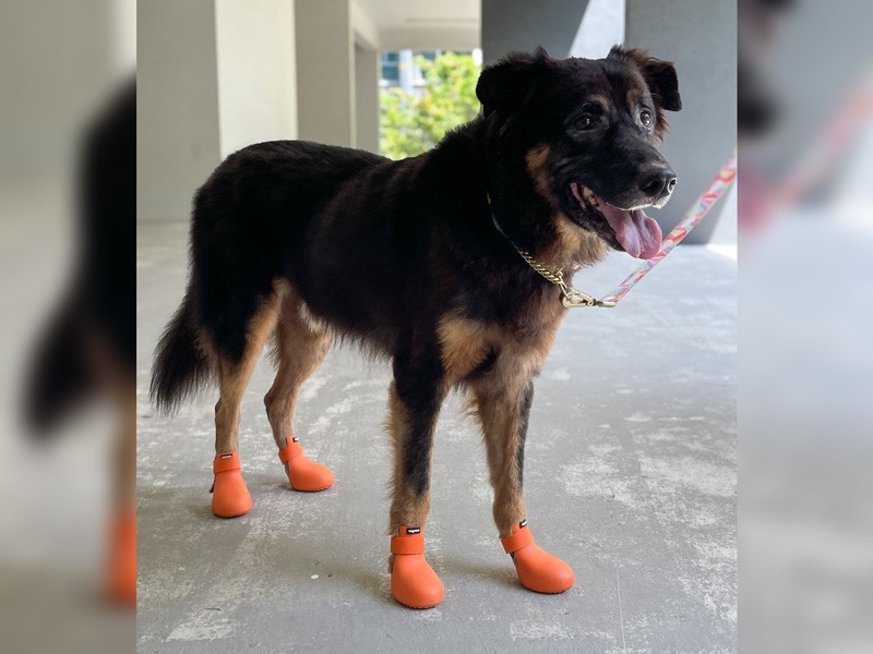 Zapatos para perros: El último invento de  CROCS