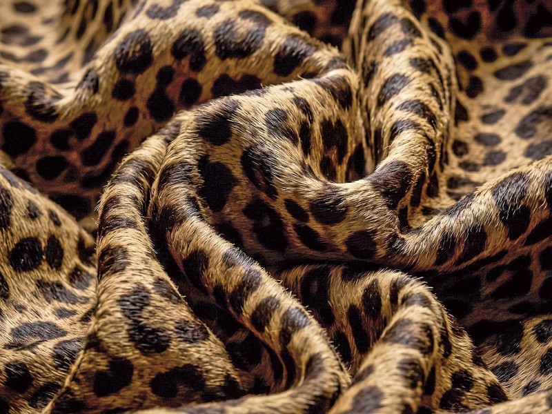 ANIMAL PRINT MUJER TENDENCIA CALZADO MARROQUINERIA BOLSOS CARTERAS PRIMAVERA VERANO 2026 SERMA 158 233j4kvu0j4kvu0j4kv.jpg Animal print coordinates women's footwear collections