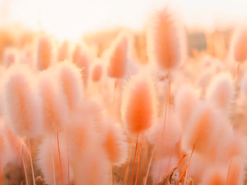 What will be the fashionable color for 2024? PANTONE's proposal